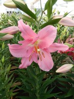 [4229 Nervi No102.JPG]